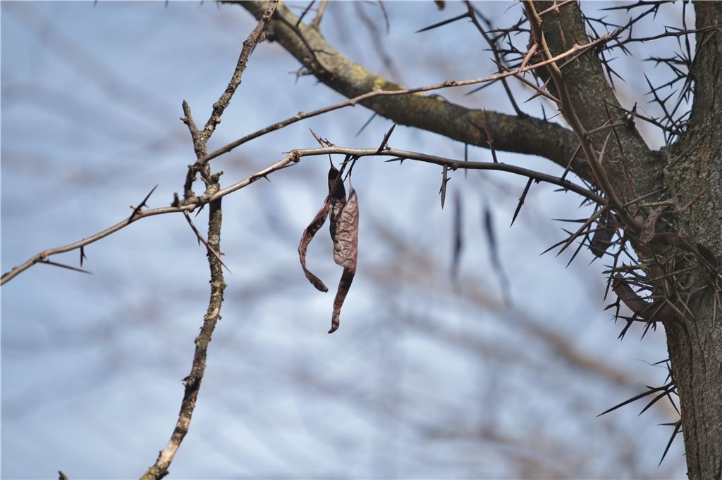 lh Bäume Bahhofstraße Gleditschien (4)