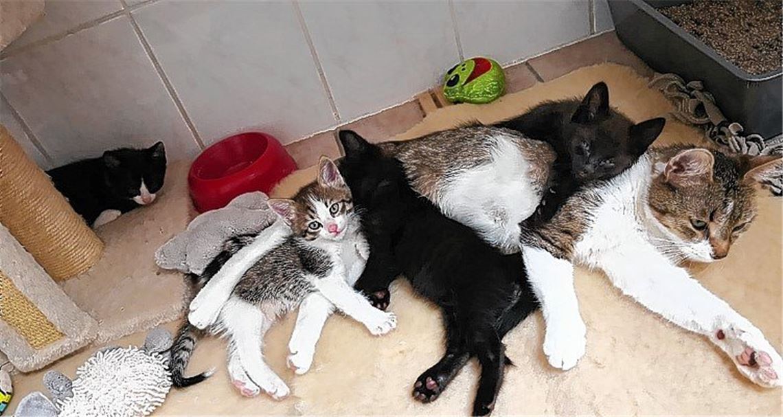 Katzenfamilie über den Zaun geworfen?