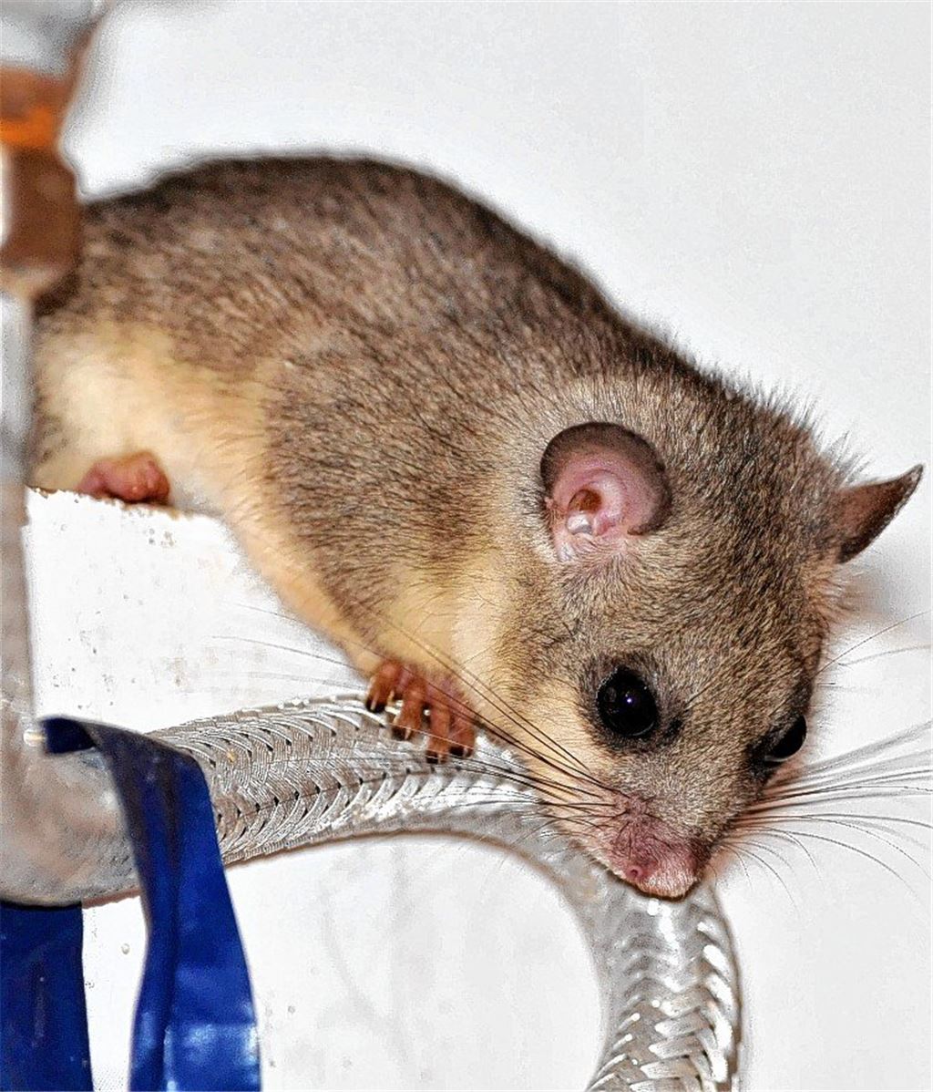 Tierische Untermieter beziehen Quartier