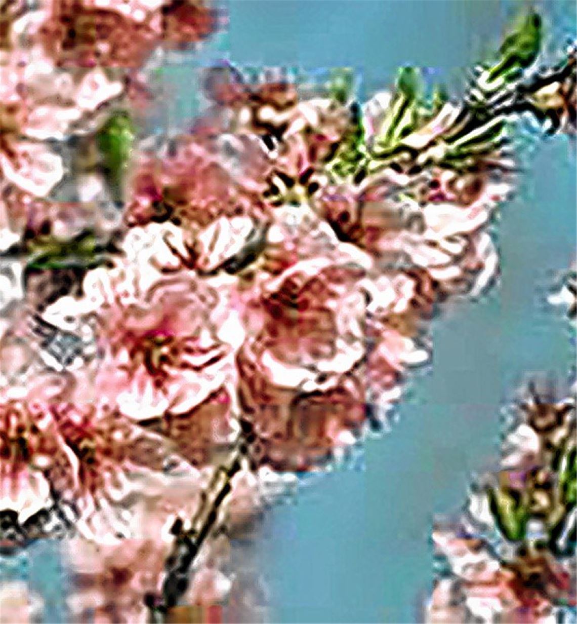 Diefenbacher Mandelblüte als digitales Erlebnis