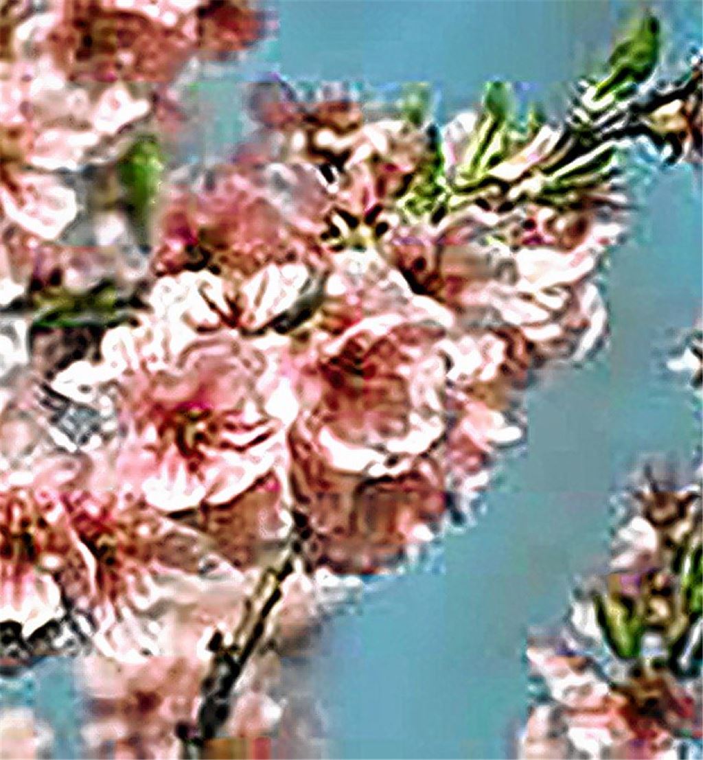 Diefenbacher Mandelblüte als digitales Erlebnis