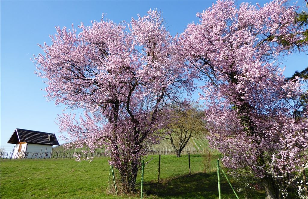 Frühlingsgefühle