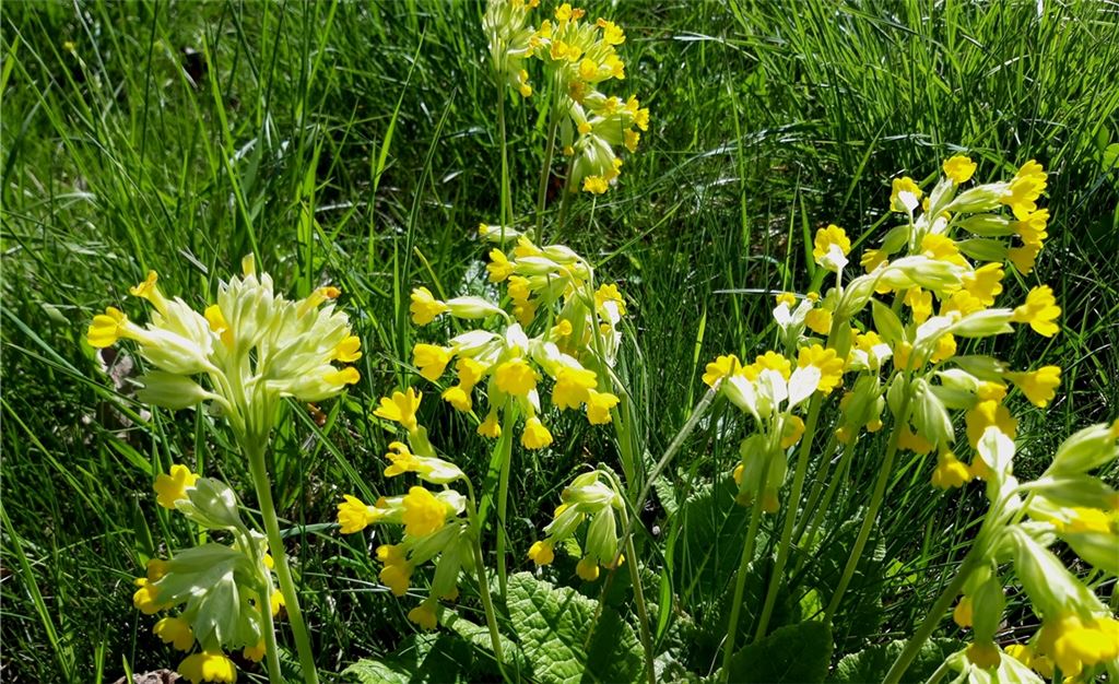 Frühlingsgefühle