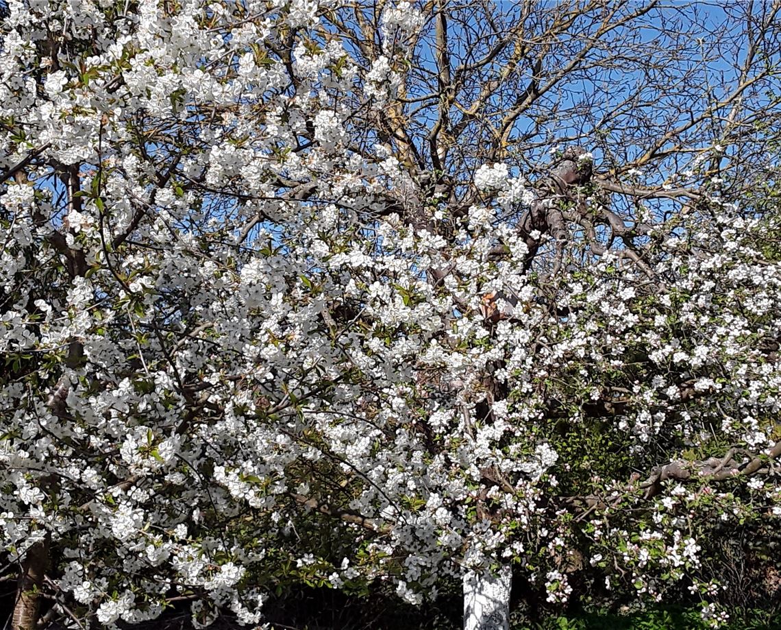 Frühlingsgefühle