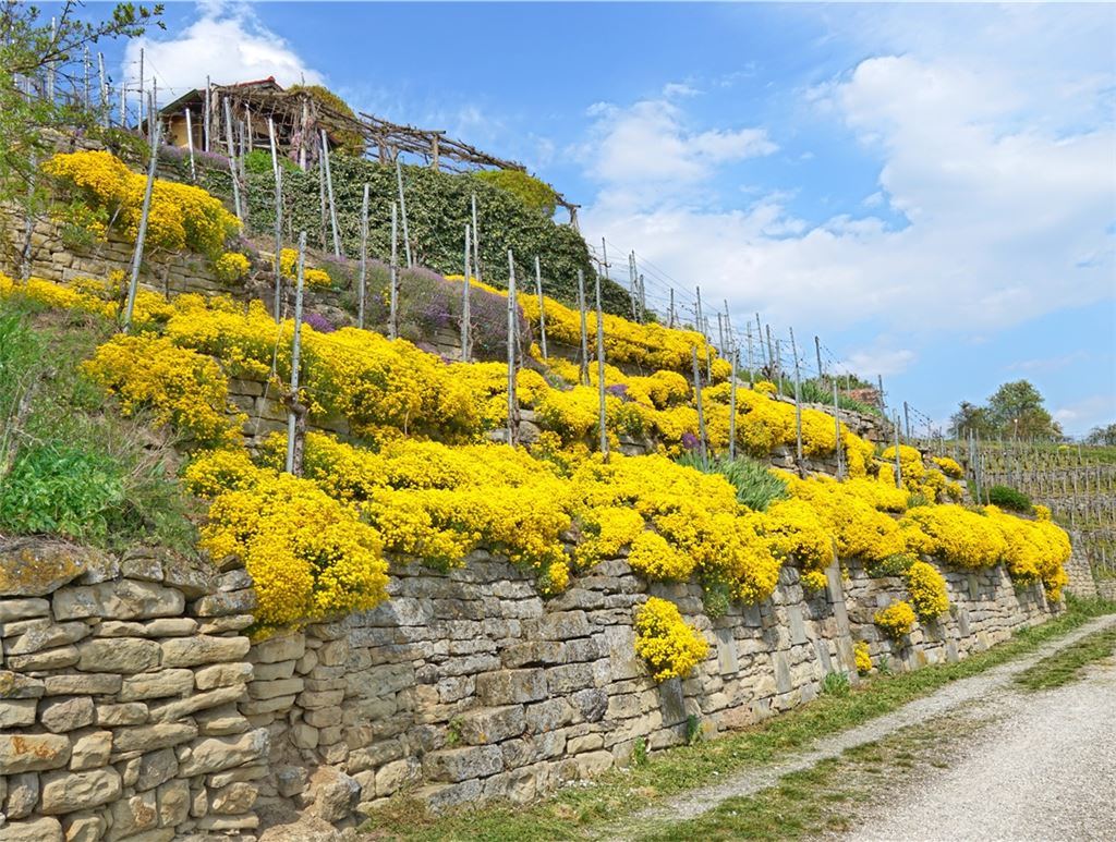 Frühlingsgefühle