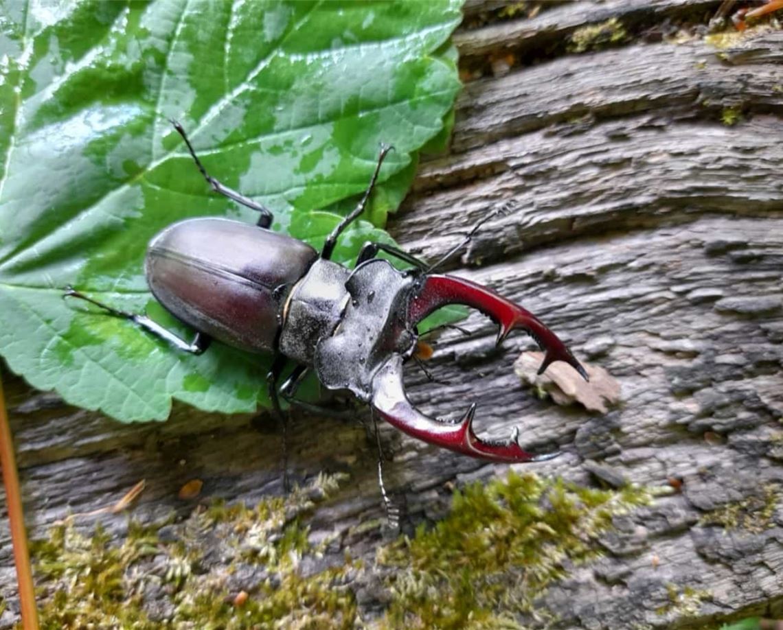 Frühlingsgefühle Frühlingsgefühle