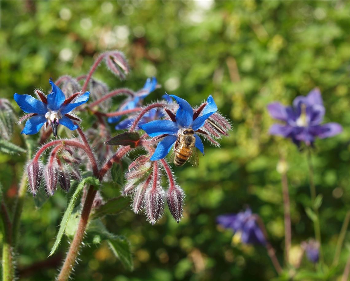 Sommerzeit Sommerzeit