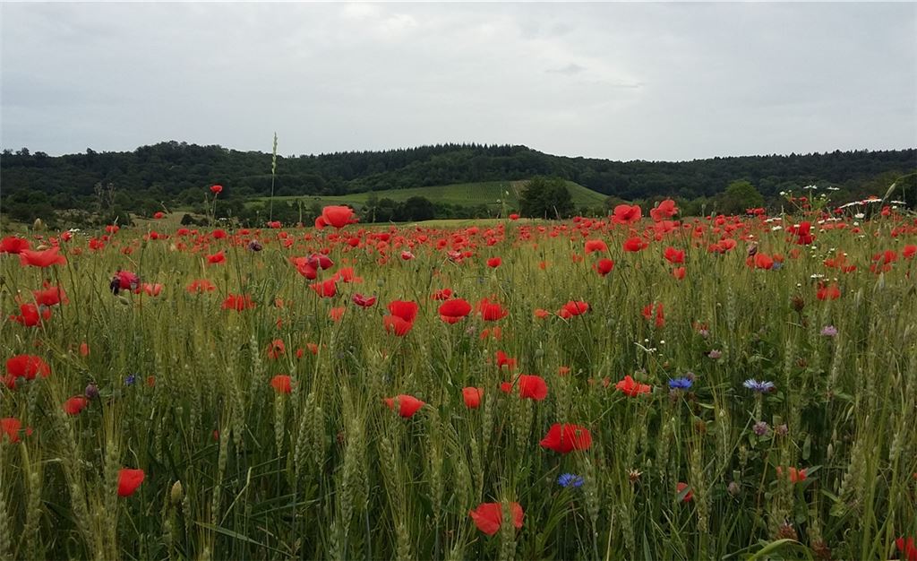 Sommerzeit
