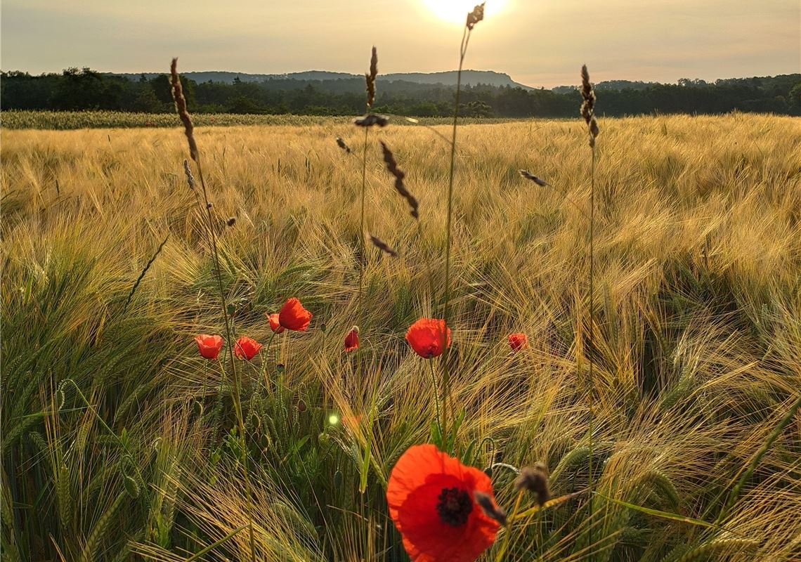 Sommerzeit