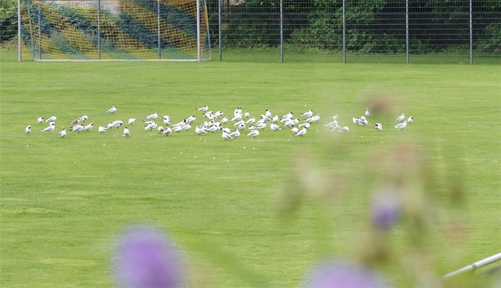 Sommerzeit