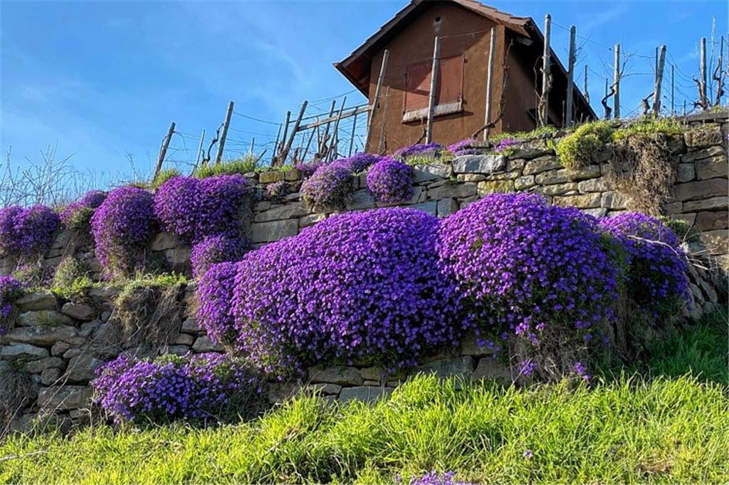 Frühlingsgefühle
