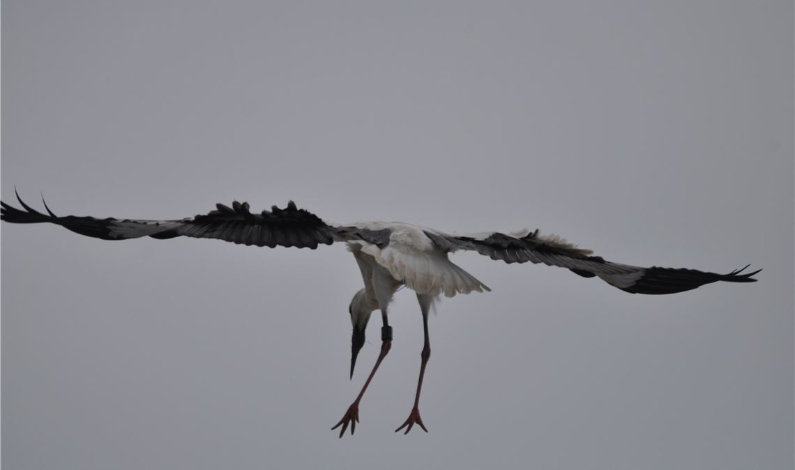 Jungstörche üben den Landeanflug Jungstörche üben den Landeanflug