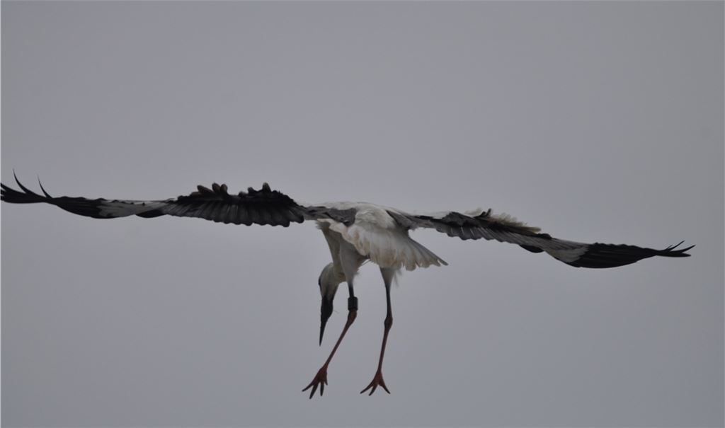 Jungstörche üben den Landeanflug