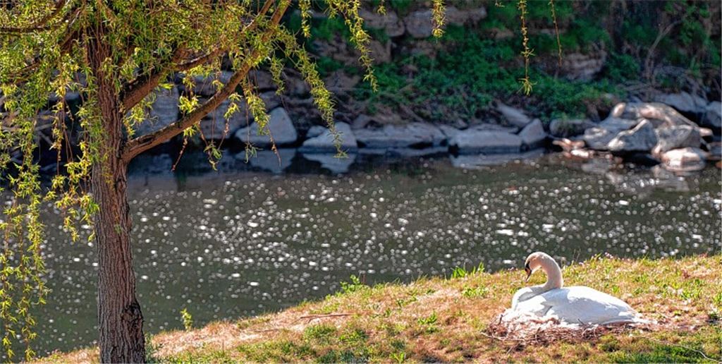 Mein lieber Schwan