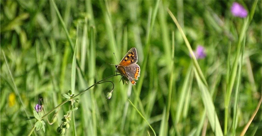 Sommerzeit