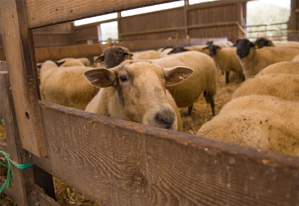Naturschutz der
tierisch effektiven Art