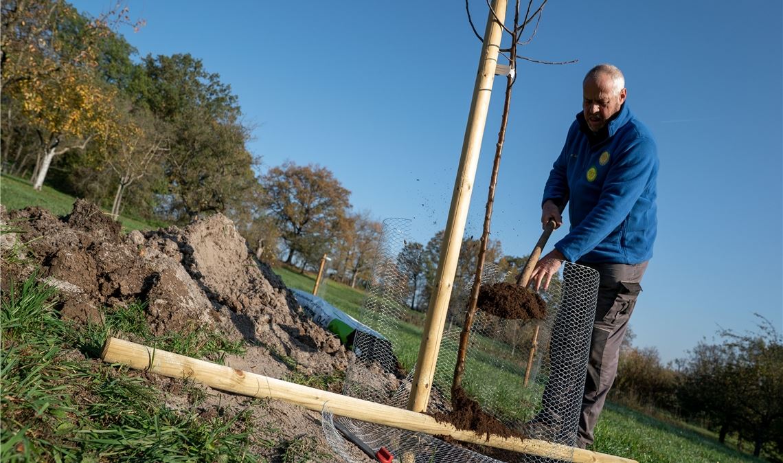 Damit der neue Obstbaum gut gedeiht