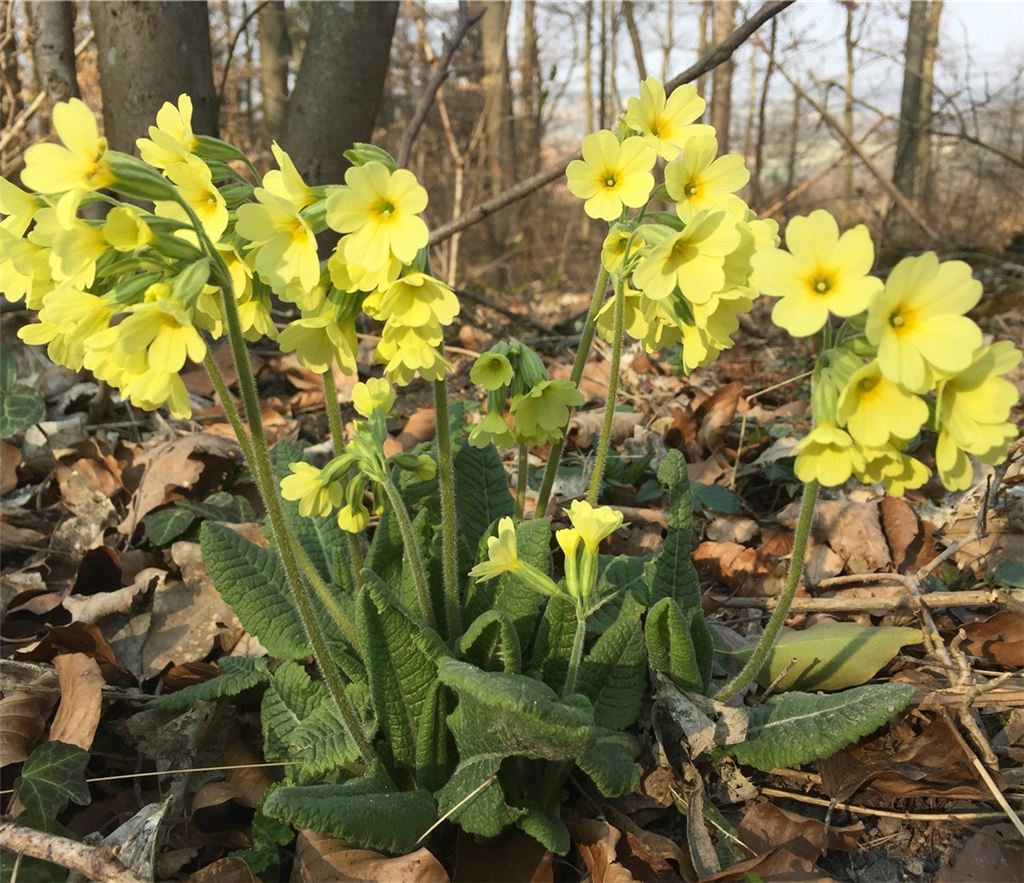 Frühlingsgefühle