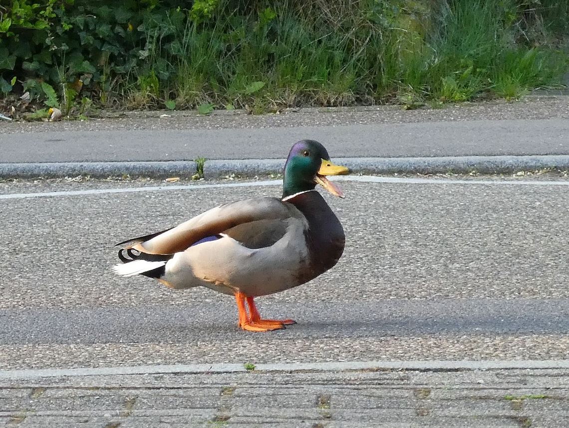 Frühlingsgefühle
