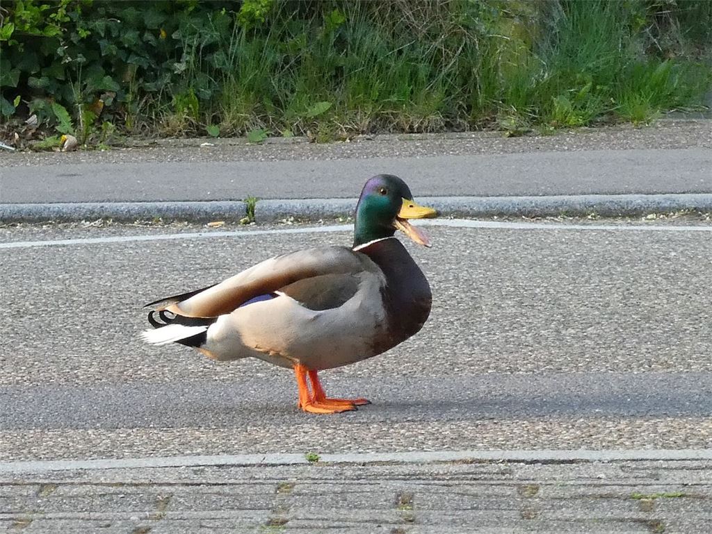 Frühlingsgefühle