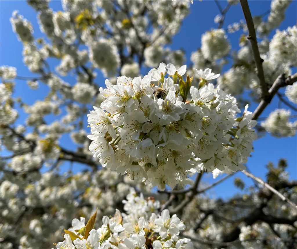 Frühlingsgefühle