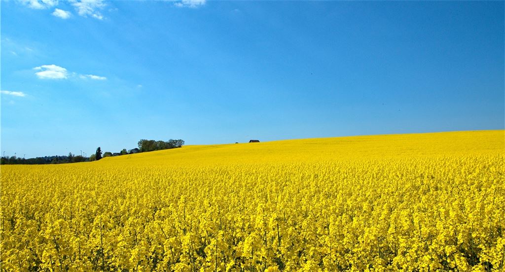 Frühlingsgefühle