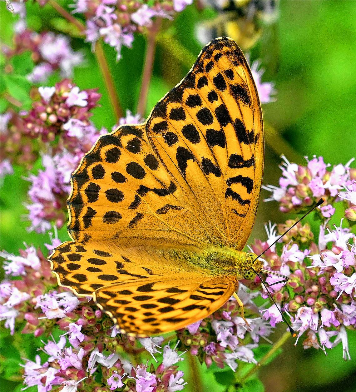 Nur die Wildkatze lässt auf sich warten
