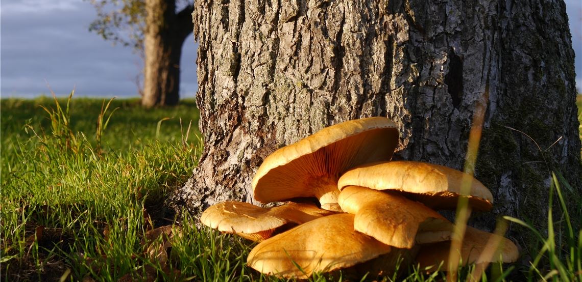 Herbstfarben Herbstfarben