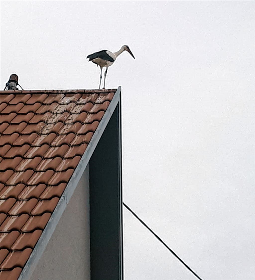 100 Störche im Enztal gesichtet