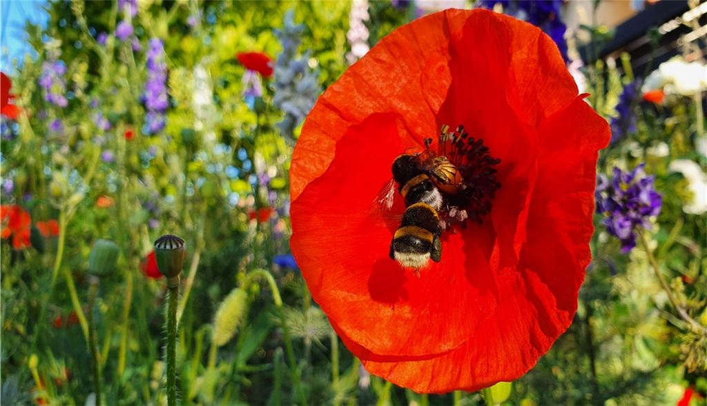 Sommerzeit