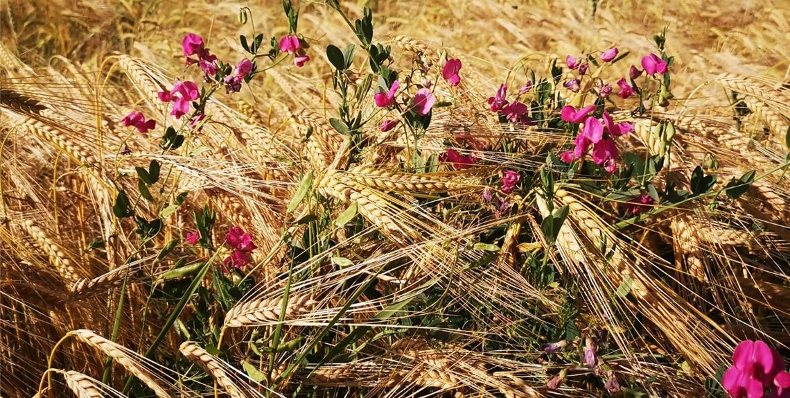 Sommerzeit