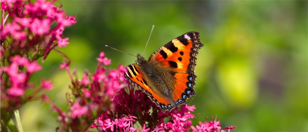 Sommerzeit