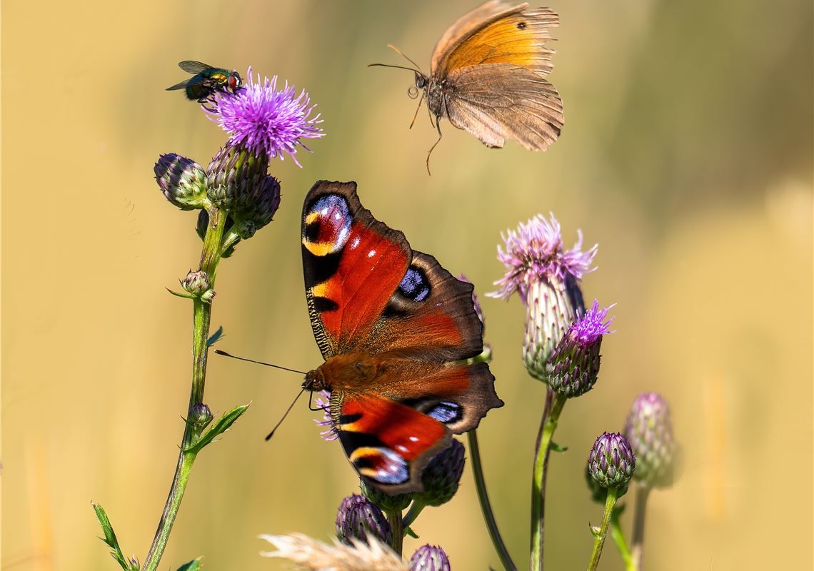 Sommerzeit