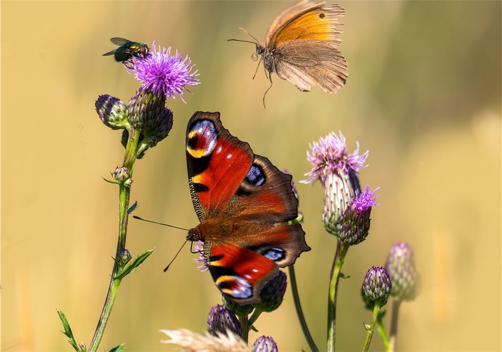 Sommerzeit