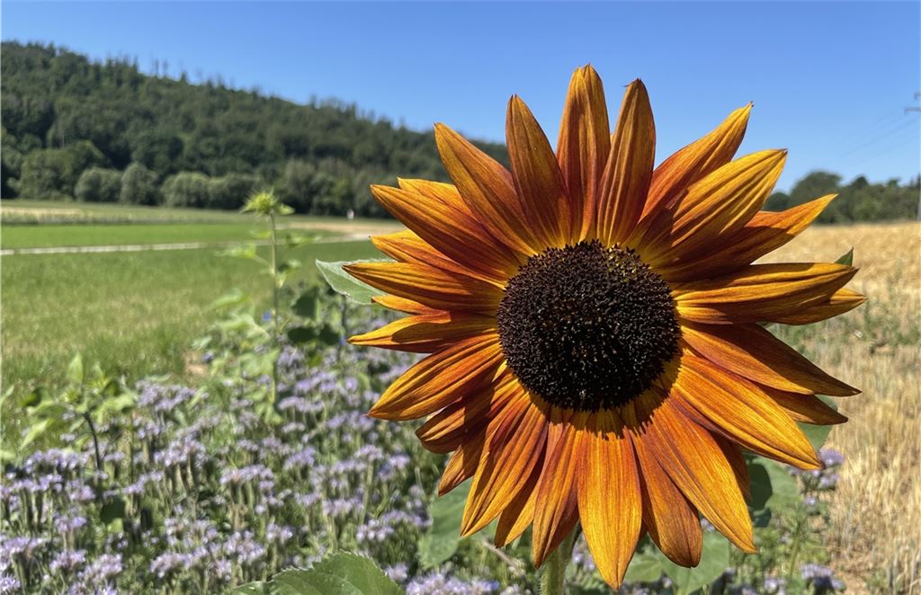 Sommerzeit
