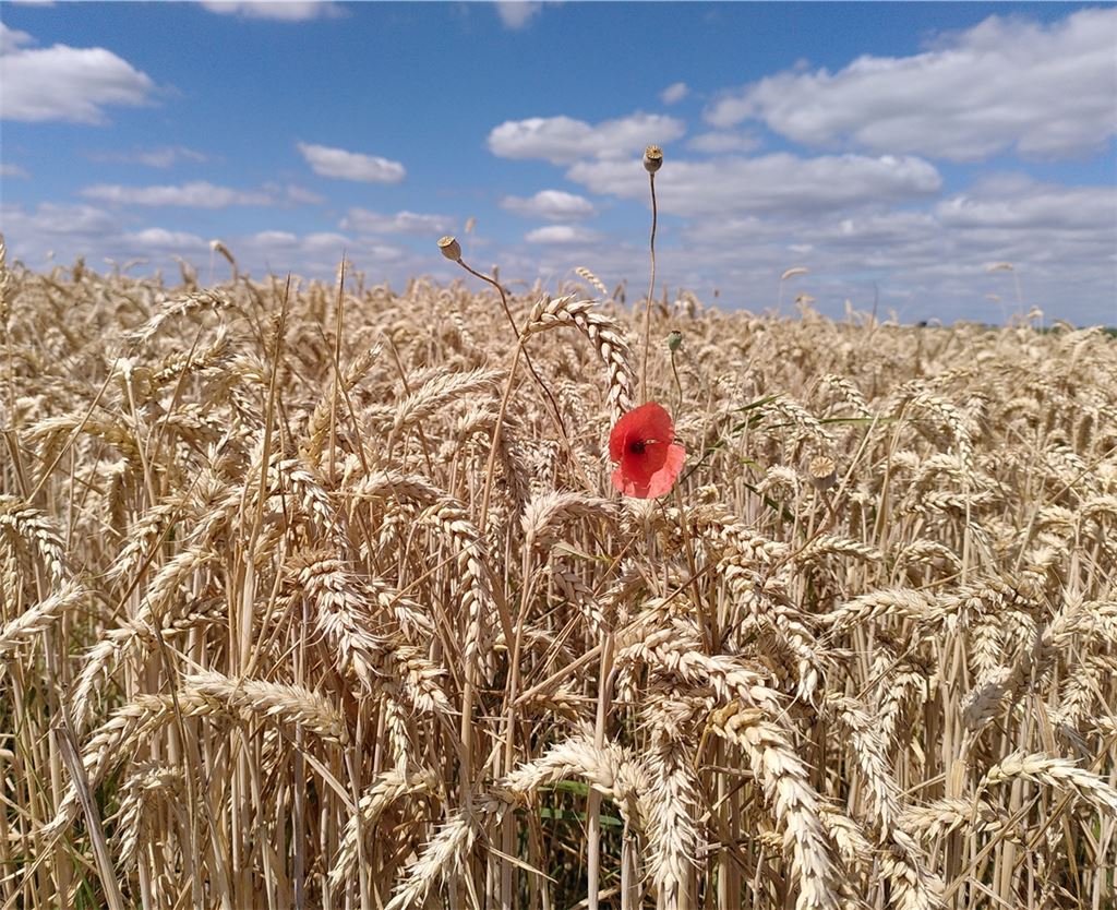 Sommerzeit
