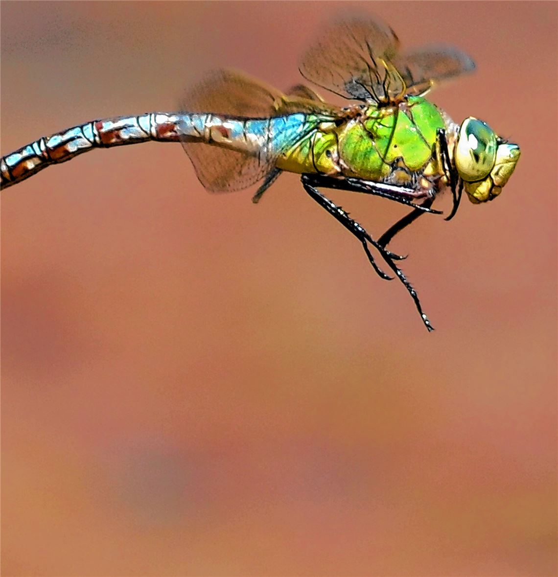 Rossweiher ist Paradies für Laubfrösche