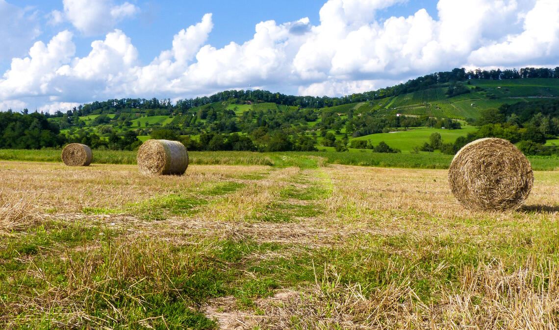 Wertvolle Flächen in Mühlacker und Ötisheim sollen geschützt werden