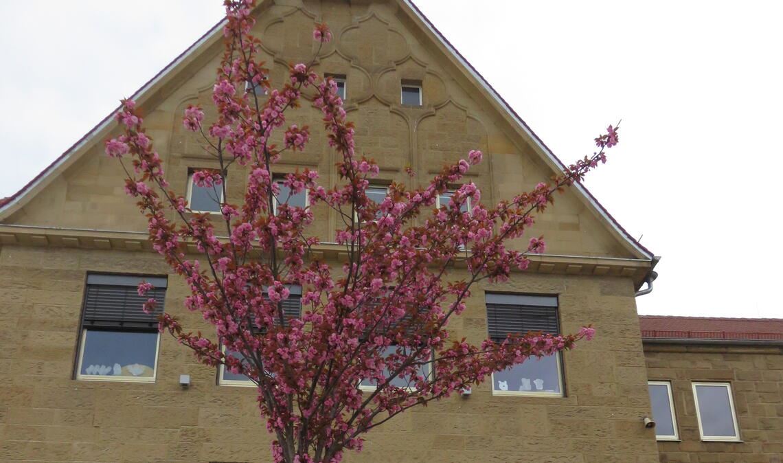 Gemeinderat verzichtet auf Baumschutzsatzung