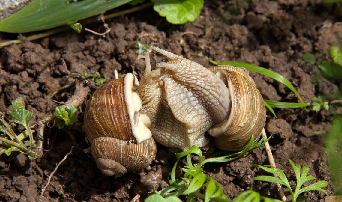 Frühlingsgefühle Frühlingsgefühle