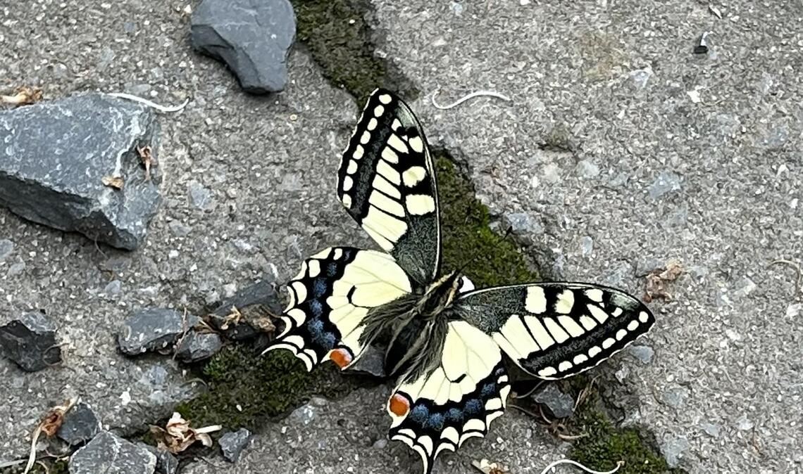 Frühlingsgefühle Frühlingsgefühle