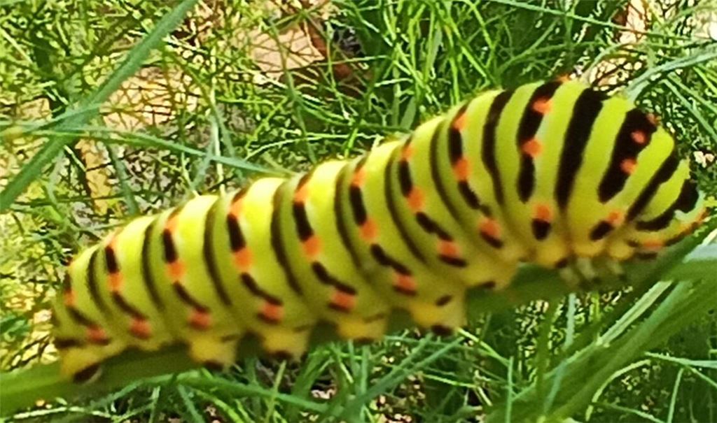 Sommerzeit