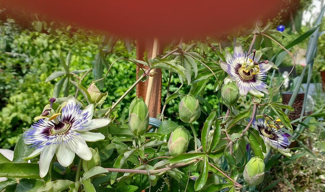 Sommerzeit Sommerzeit