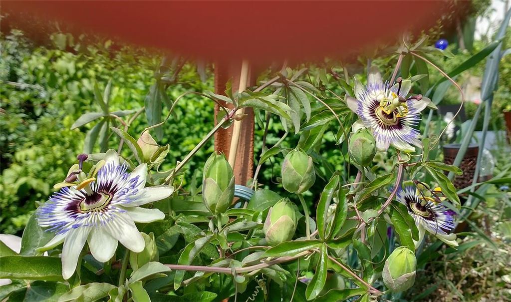 Sommerzeit