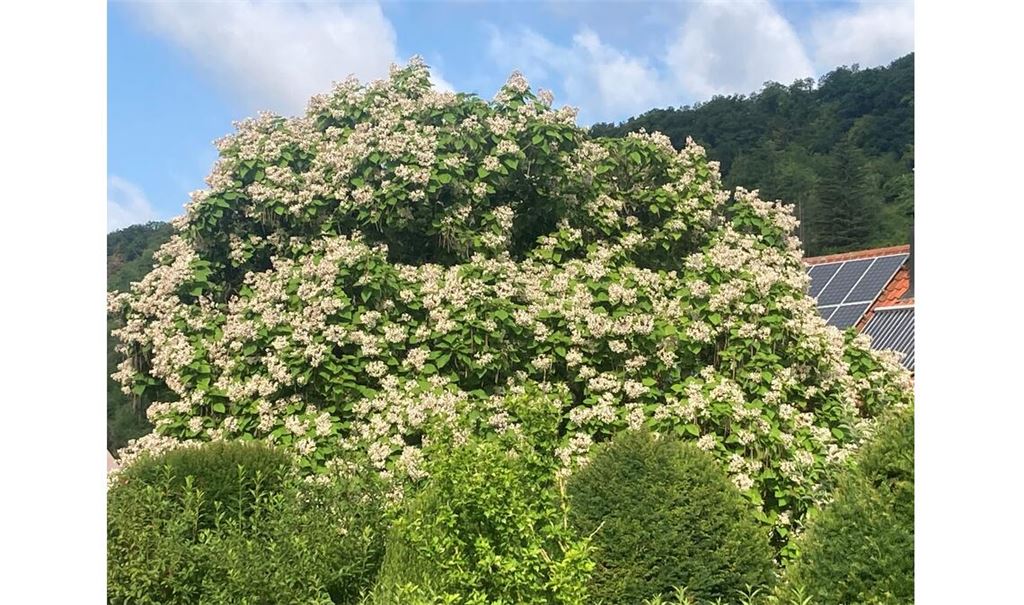 Sommerzeit