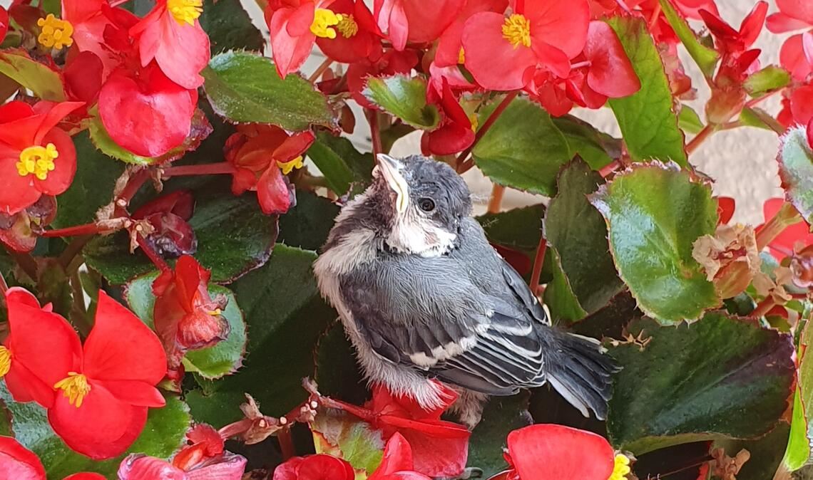 Sommerzeit Sommerzeit
