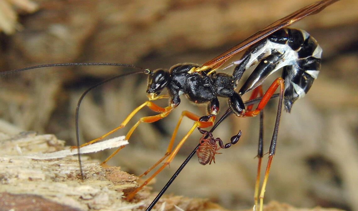 „Pseudoskorpion“ flößt keinem Angst ein
