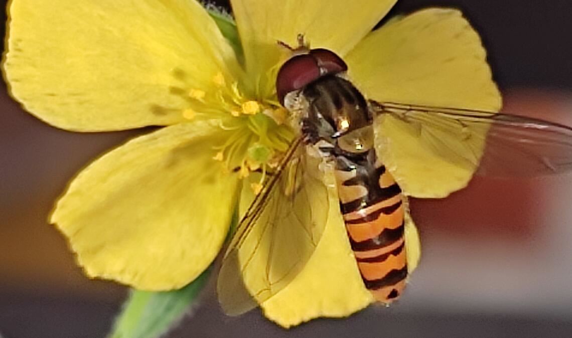 Sommerzeit