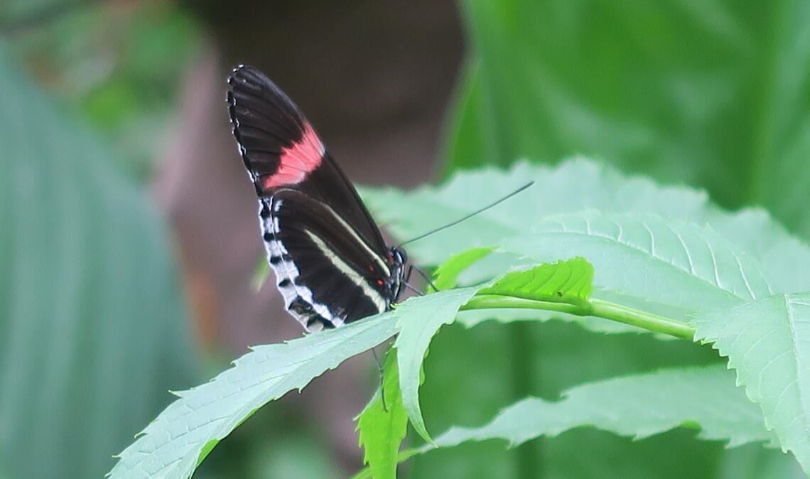 Sommerzeit