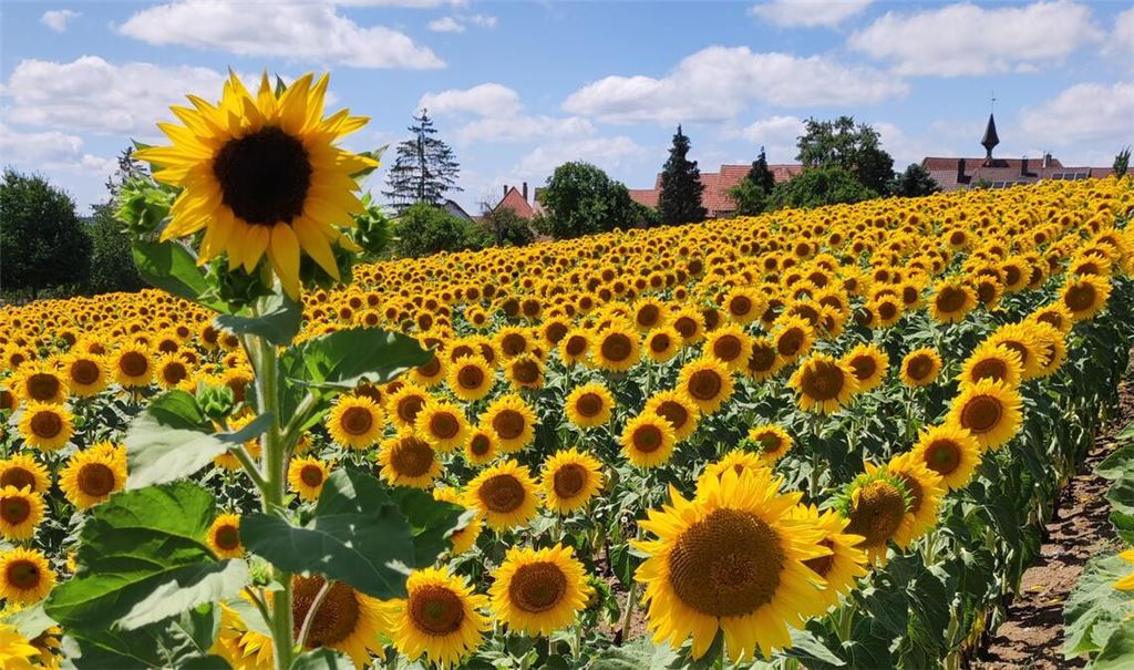 Sommerzeit